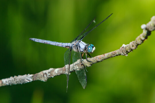 Great blue skimmer dragonfly perched on a branch