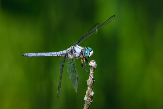 Great blue skimmer dragonfly perched on a twig