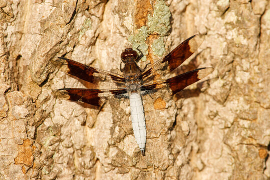 Common whitetail dragonfly resting on tree bark