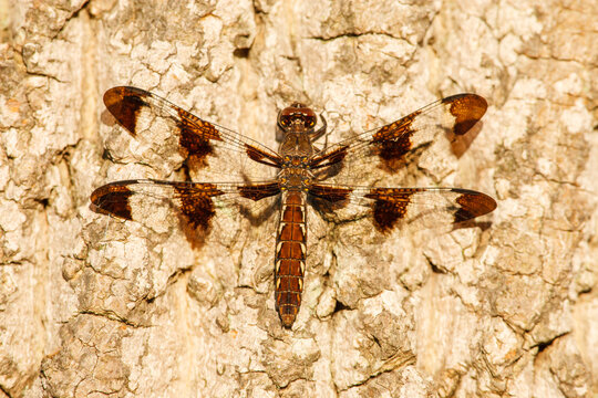 Common whitetail dragonfly on tree bark close-up