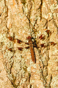 Common whitetail dragonfly on tree bark