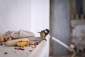 Curious great tit bird perched on a windowsill with sunflower seeds © Andrii