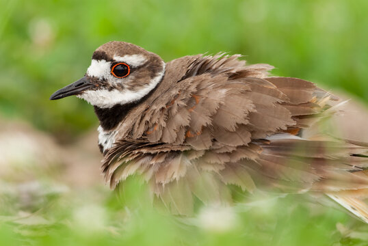 Killdeer resting in natural habitat