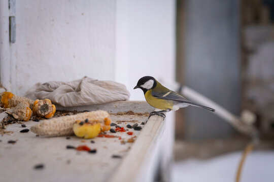 Great tit bird perched on the edge of a windowsill with seeds
