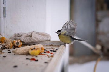 Great tit bird spreading its wings on a rustic wooden windowsill © Andrii
