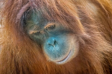 Sumatran Orangutan close up portrait with artistic fur texture and contemplative expression © Ralph Lear