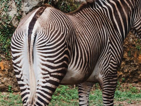 Zebra close-up showcasing unique black and white stripes