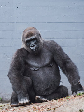 Western gorilla portrait with subtle background
