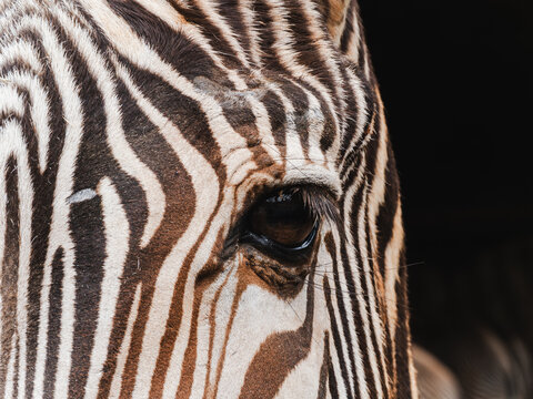 Close-up portrait of a zebra's eye