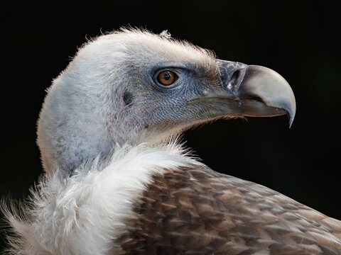 Portrait of a majestic griffon vulture against black