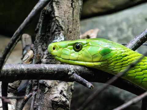 Green mamba snake portrait in natural setting