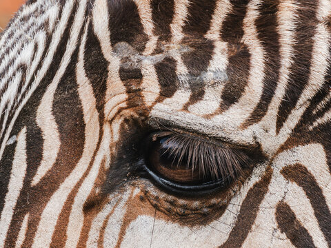 Close-up of a zebra's eye with intricate stripes