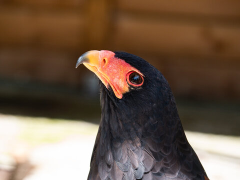 Bateleur eagle's vibrant plumage and intense gaze