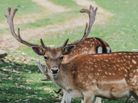 Fallow deer with impressive antlers in natural habitat