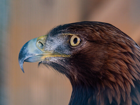 Portrait of a majestic golden eagle capturing its essence