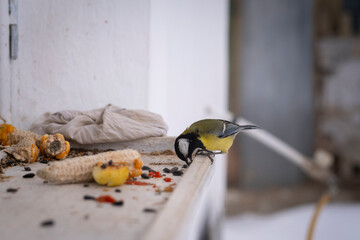 Great tit bird feeding on sunflower seeds and corn on a rustic windowsill © Andrii