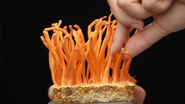 Close up of female hand picking fresh Cordyceps mushroom on black background