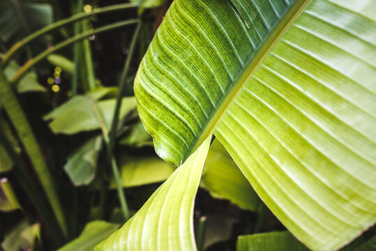 Close-up of vibrant green banana leaves in sunlight