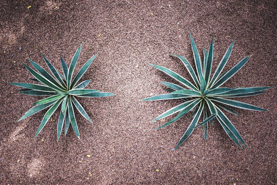 Agave plants on textured gravel surface