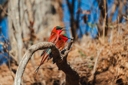 Carmine bee-eaters perched on a branch in Namibia