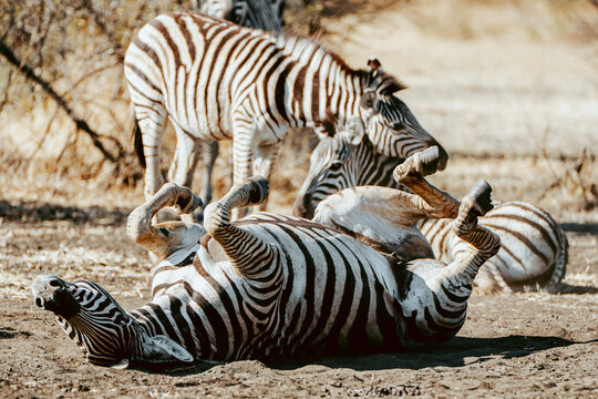 Zebras in Mahango National Park enjoying the sun