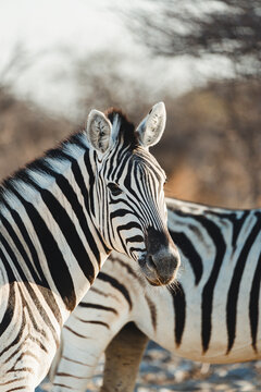Zebra in Etosha Park during a safari in Namibia, Africa