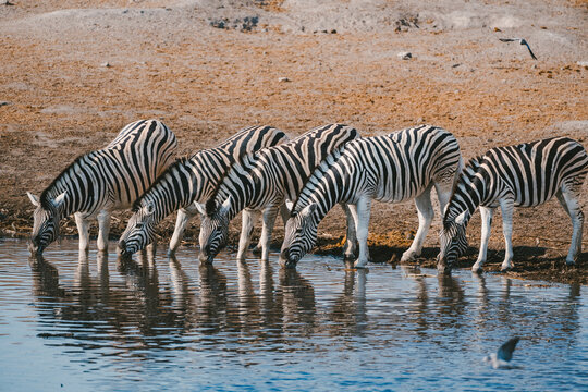 Zebras drinking water at Etosha Park Namibia