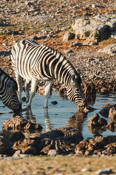 Zebra drinking water at Etosha Park Namibia