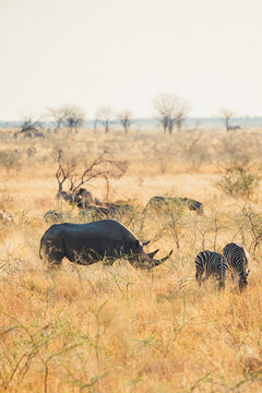 Wildlife in Etosha Park with zebras and rhino