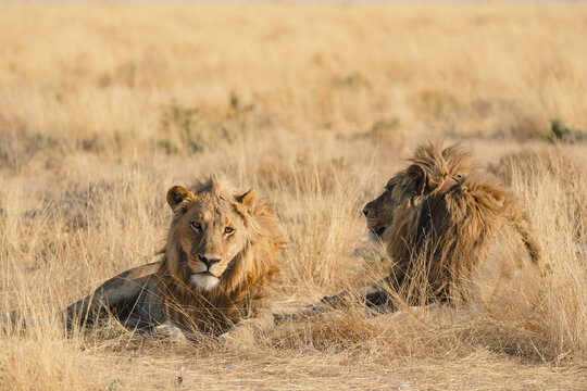 Majestic lions lounging in Etosha Park grasslands