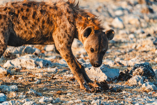 Spotted hyena searching for prey in Etosha Park Namibia