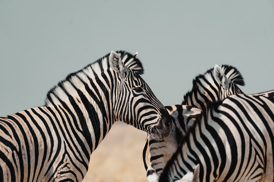 Zebras standing together in Etosha National Park