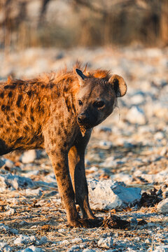 Spotted hyena in Etosha National Park, Namibia