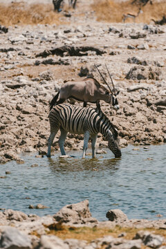 Zebra and oryx drinking at waterhole in Etosha Park