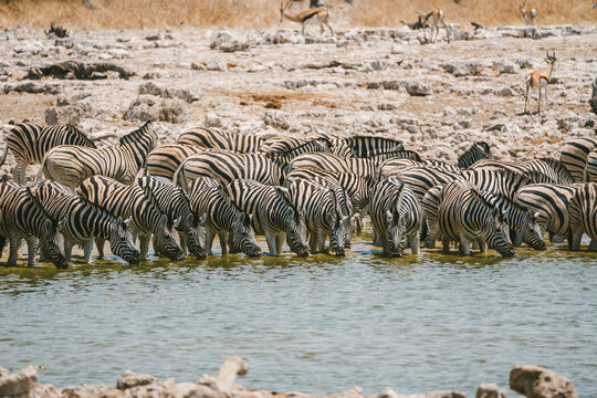 Zebras gather at a waterhole in Etosha National Park
