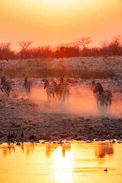 Zebras in Etosha Park during a stunning sunset