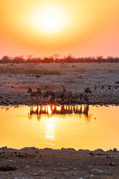 Zebras at sunset by a waterhole in Etosha National Park