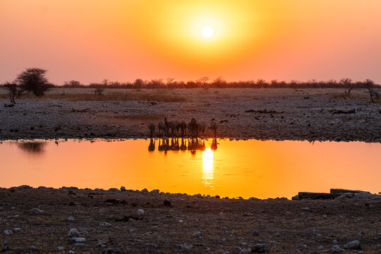 Zebras at sunset by the waterhole in Etosha Park