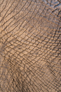 Close-up of elephant skin texture showing natural patterns