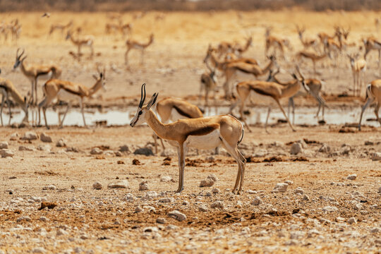 Group of springboks roaming in Etosha Park, Namibia
