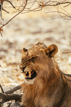 Fierce lion roaring in Etosha landscape