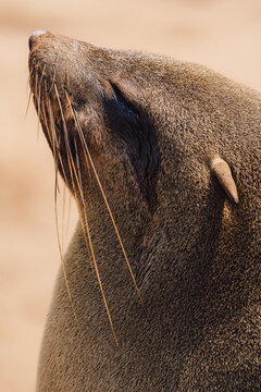 Close-up of a Cape Cross seal basking in sunlight
