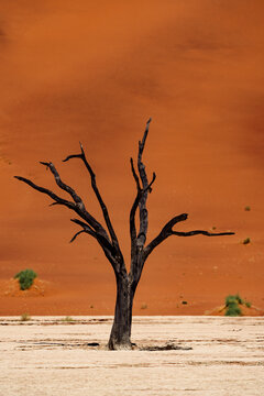 Dried tree in Deadvlei, Namibia with red dunes