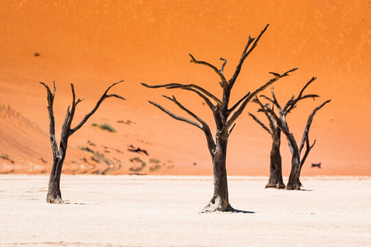 Dead trees stand in the striking landscape of Deadvlei