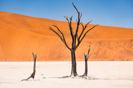 Withered trees in the desert landscape of Deadvlei