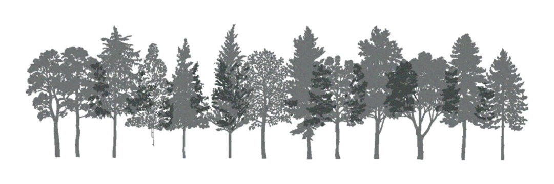 Architectural Vector Drawing of Wetland Forest Tree Line Section and Side View Set for Landscape Design, Detailed Botanical Silhouettes with Separate Layered Elements for Environmental Planning, Archi