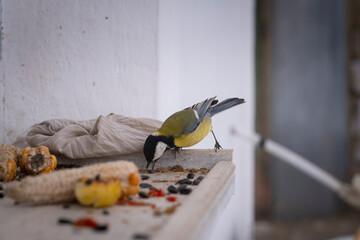 Great tit bird foraging on seeds and corn on a rustic wooden windowsill © Andrii