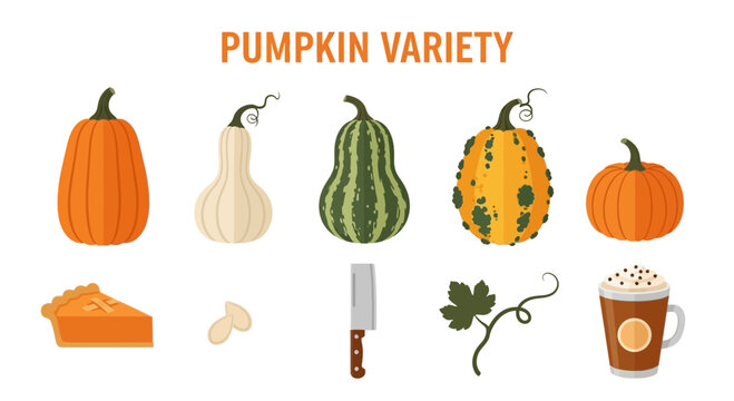 Illustration showing five pumpkin varieties pie seeds a knife a vine and a drink