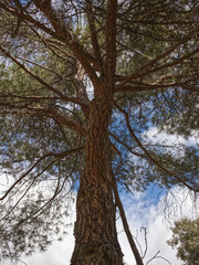 Obraz premium Copa de un árbol hasta el cielo