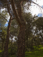 Obraz premium Arboles en un bosque